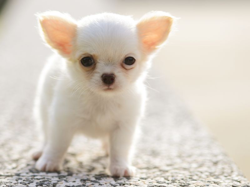 Se Ba Hunde Welpen Gallery Welpen Malvorlagen - Chihuahua Dog Puppy , HD Wallpaper & Backgrounds