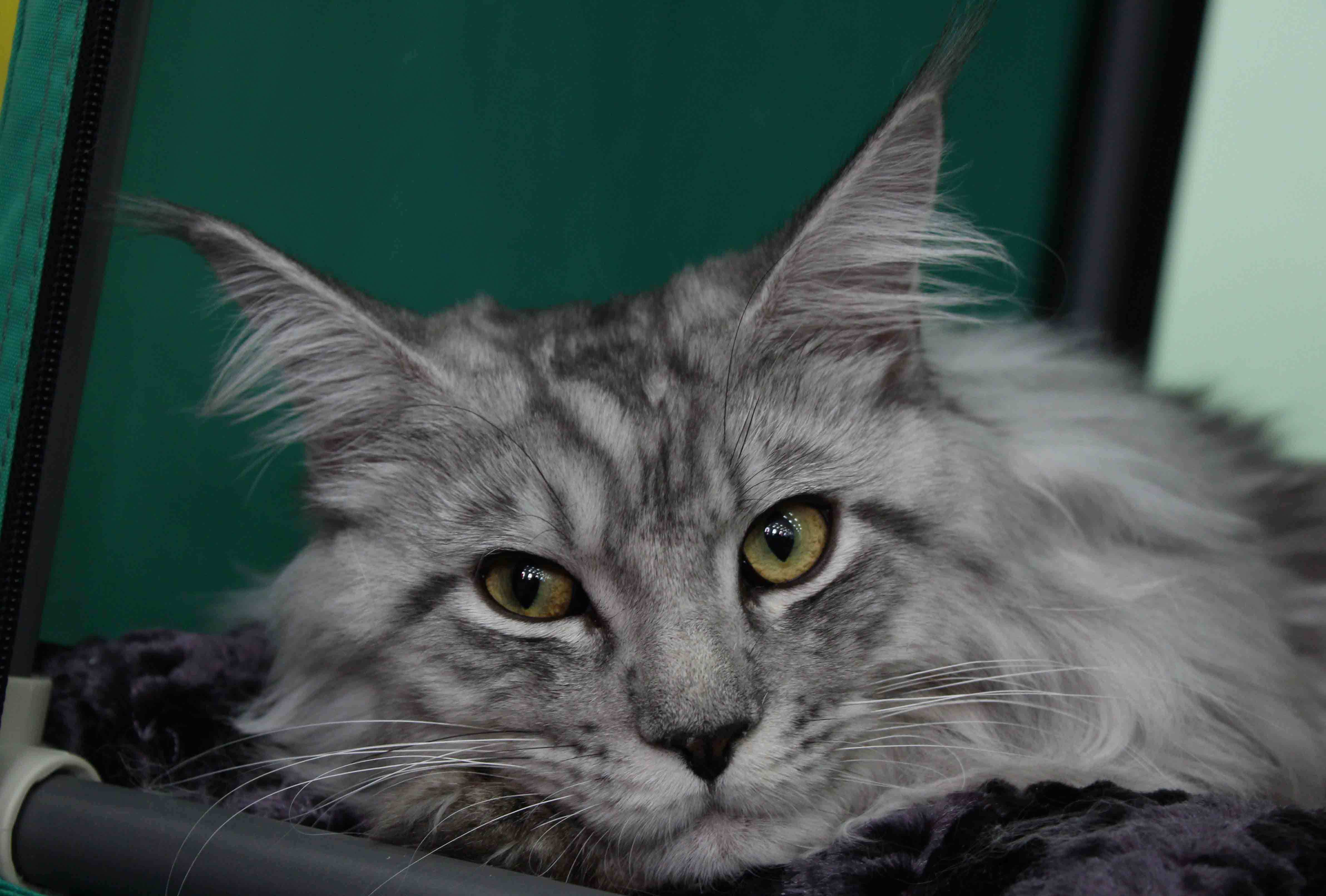 Beautiful Silver Maine Coon Cat Wallpapers And Images - Silver Maine Coon Cats , HD Wallpaper & Backgrounds
