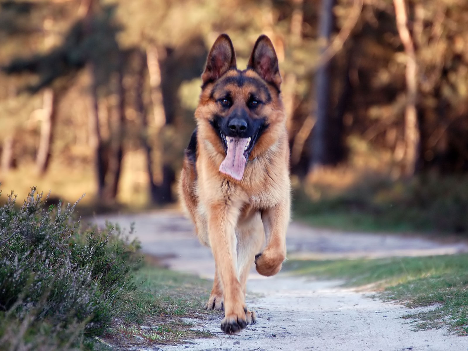 German Shepherd Dog Running , HD Wallpaper & Backgrounds