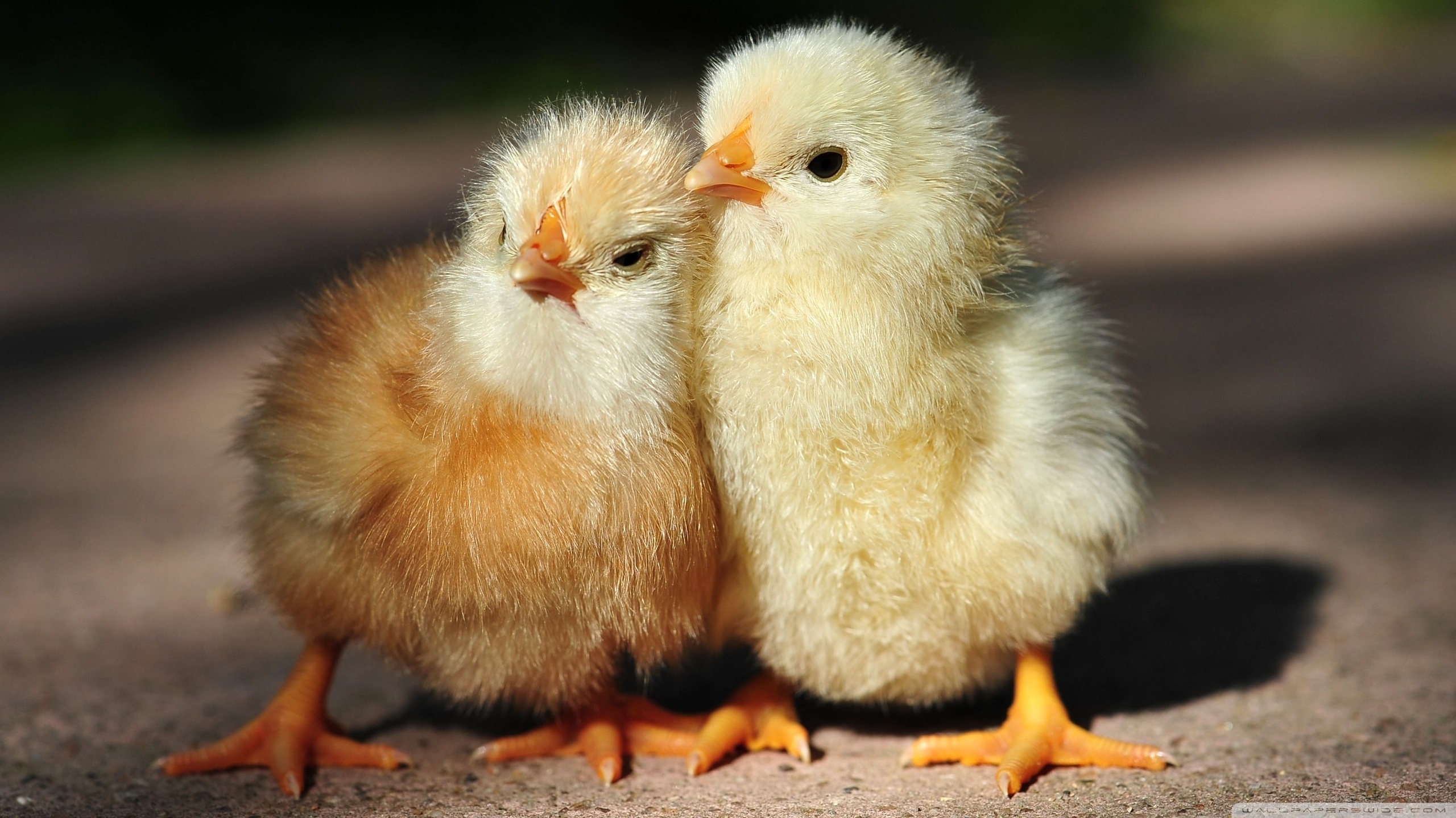 Standard - Cute Little Chickens , HD Wallpaper & Backgrounds