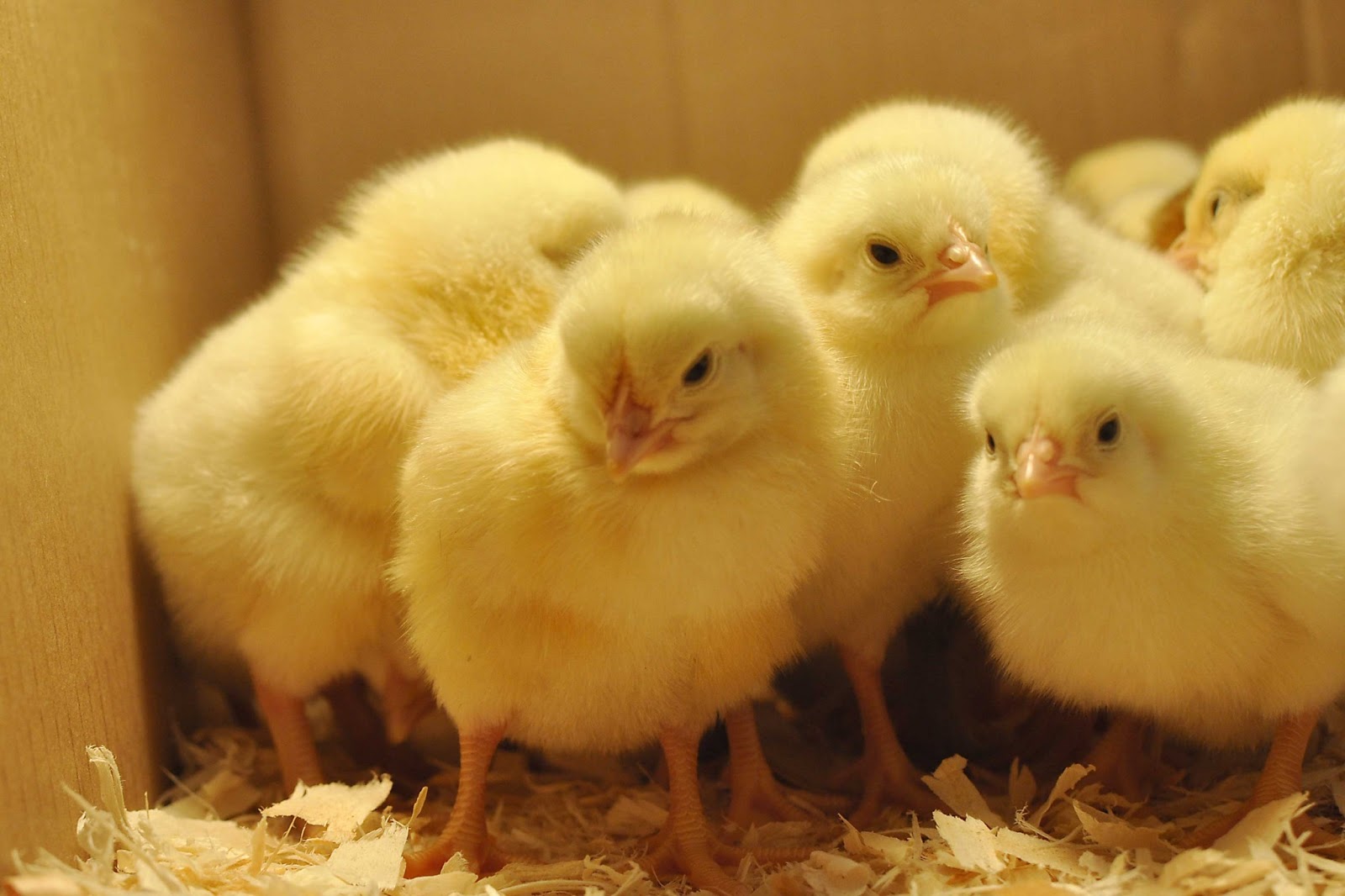 Baby Chicks Hd Wallpaper - Cute Baby Chick Gifs , HD Wallpaper & Backgrounds