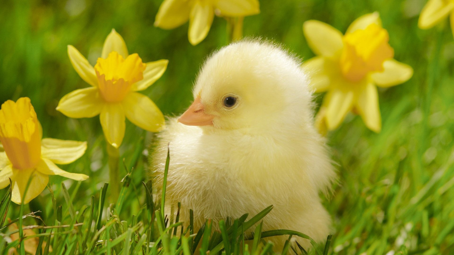 Hen Bird Animals Chicken Baby Animal Images Photo - Spring Flowers And Baby Animals , HD Wallpaper & Backgrounds