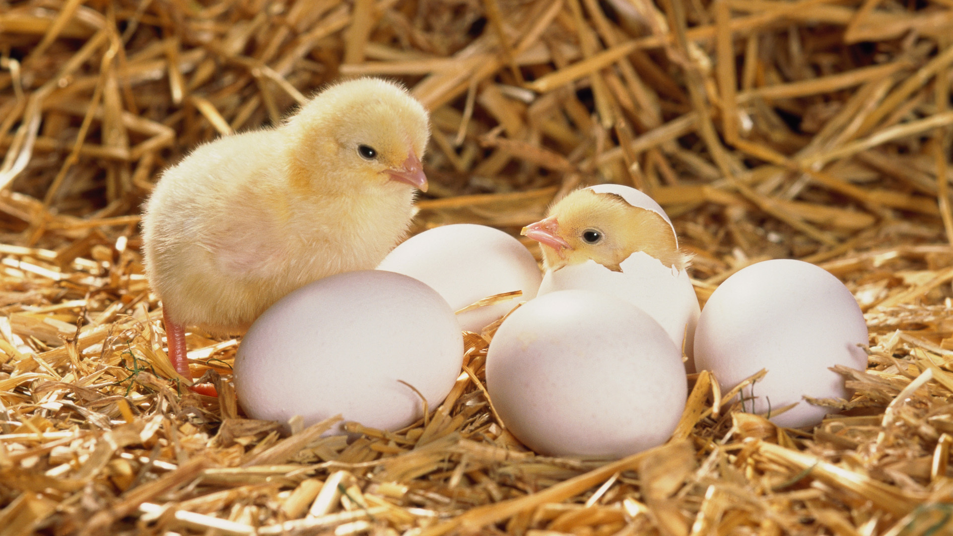Baby Chicks Hd Desktop Wallpaper - Chick Hatching From Egg , HD Wallpaper & Backgrounds