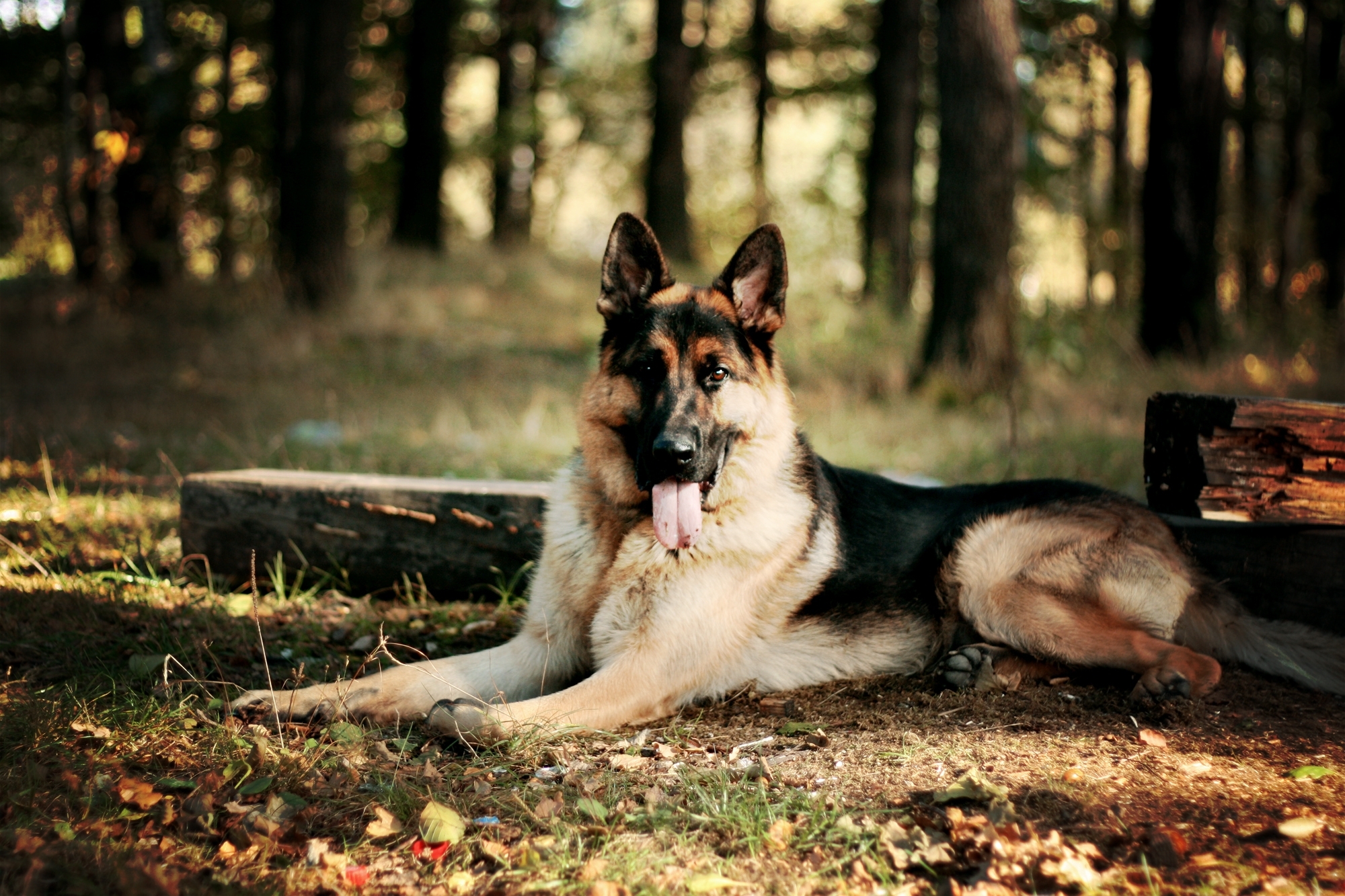 German Shepherd Dog Hd , HD Wallpaper & Backgrounds