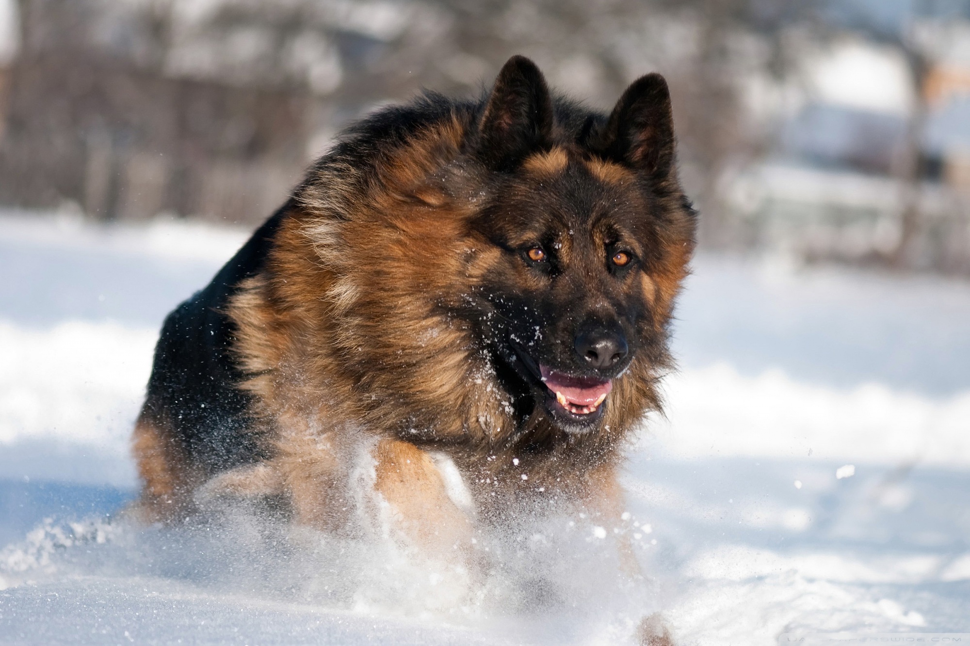 German Shepherd Wallpaper For Iphone , HD Wallpaper & Backgrounds