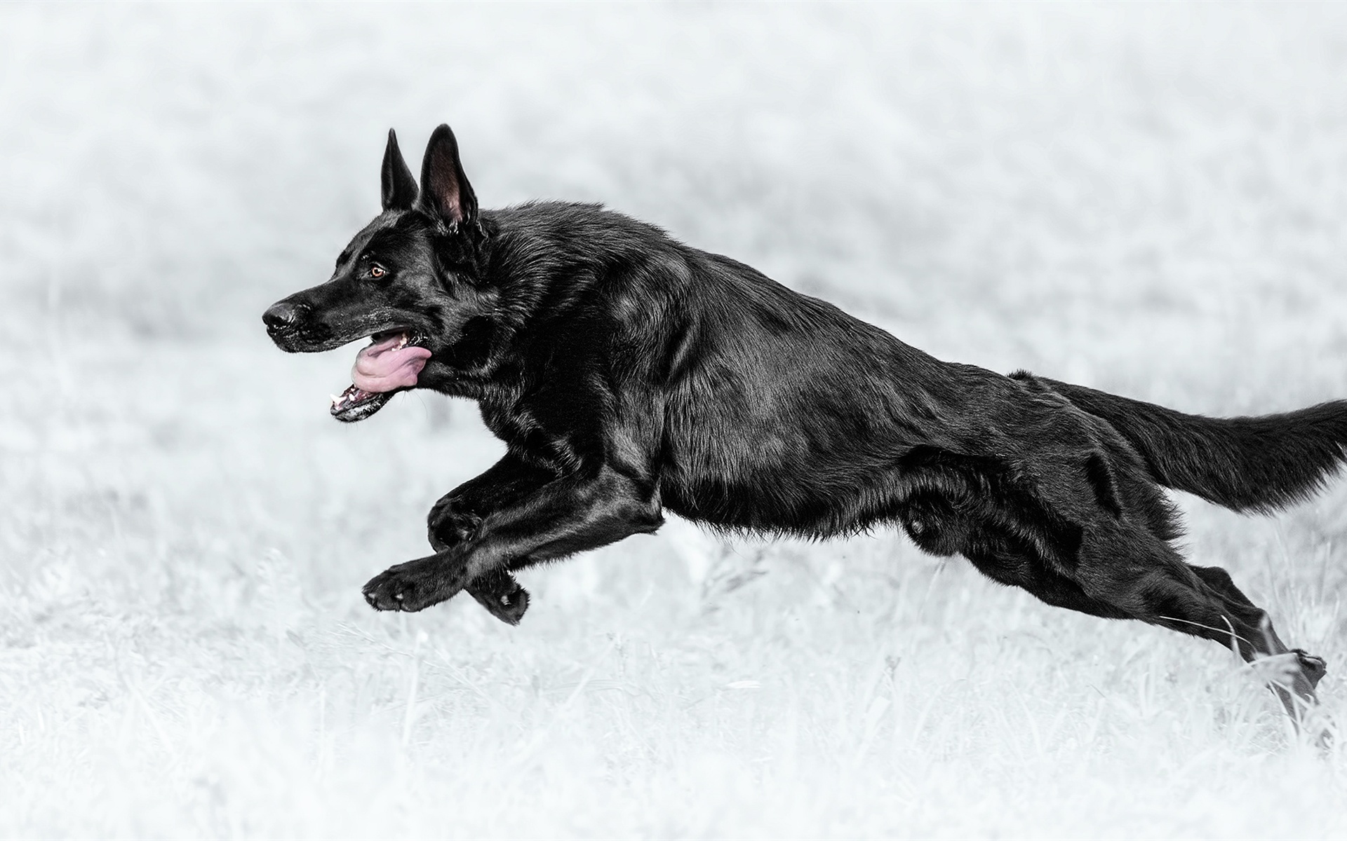 Black German Shepherd , HD Wallpaper & Backgrounds