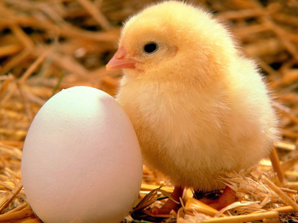Hd Quality Wallpapers, Baby Chicks - Animals In Our Environment , HD Wallpaper & Backgrounds
