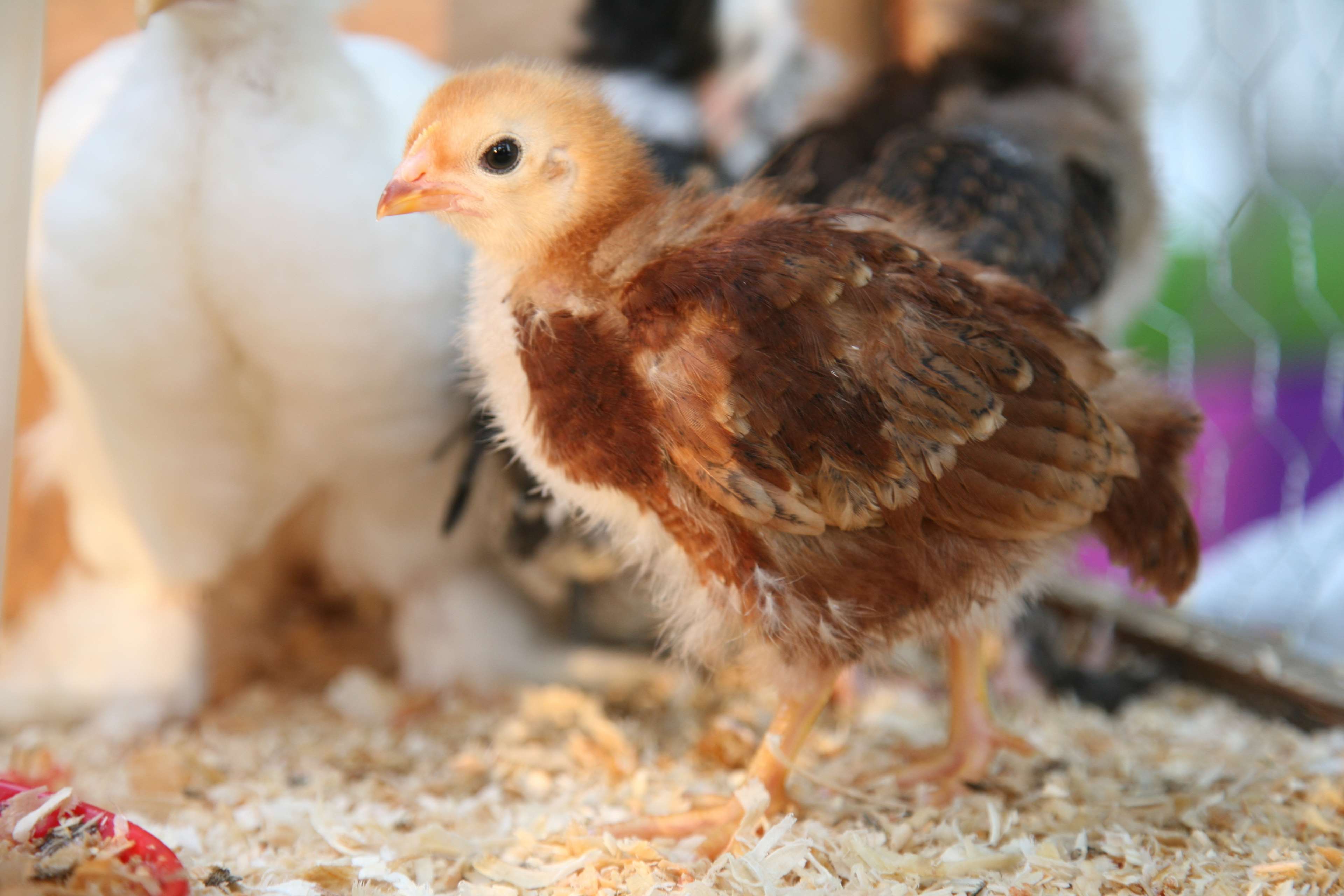 Animal, Baby Chick, Bird, Chick, Chicken, Cute, Easter, - Hen Bird Baby , HD Wallpaper & Backgrounds
