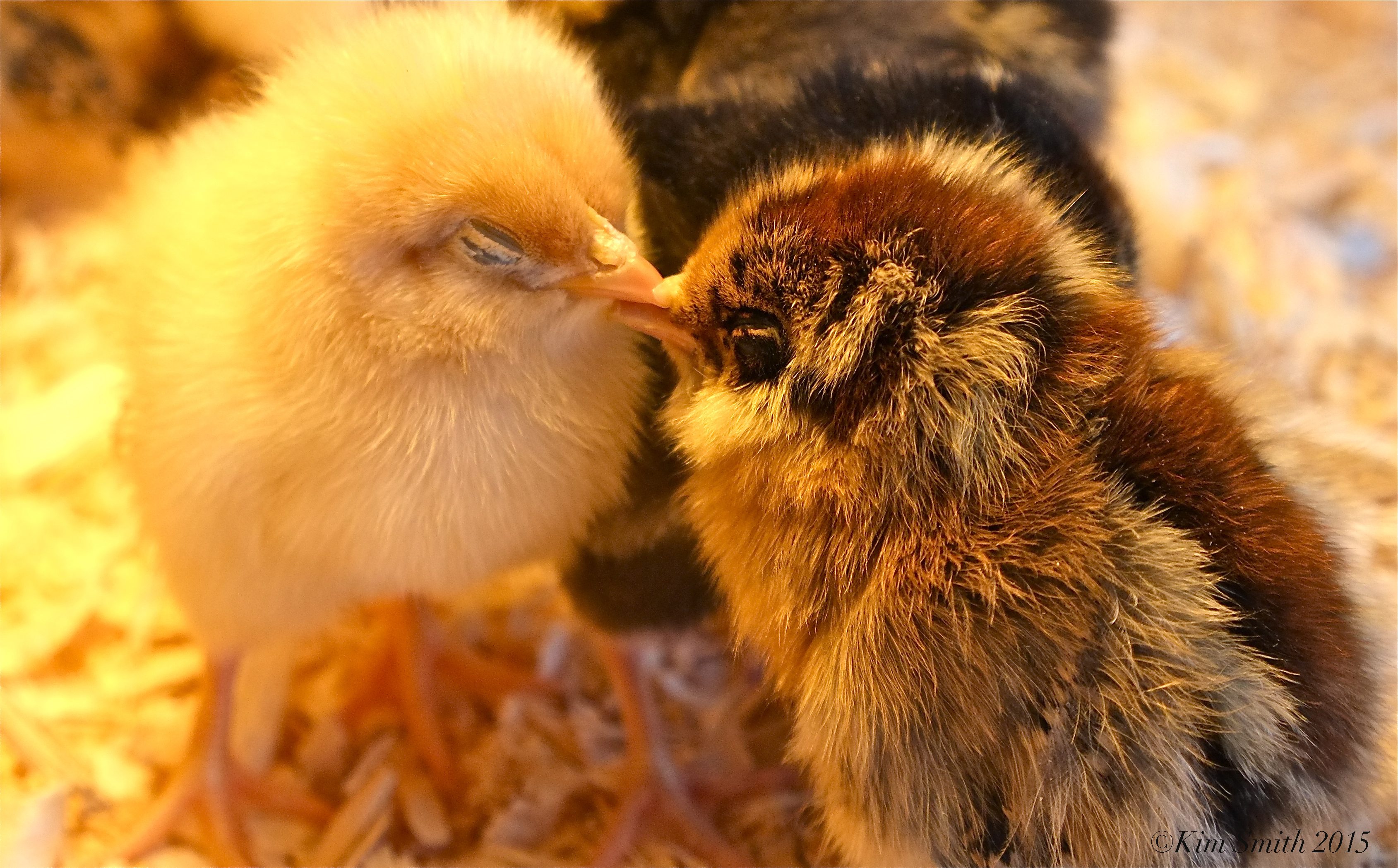 Download Baby Chick Identification, Baby Chick Identification - Cutest Chickens In The World , HD Wallpaper & Backgrounds