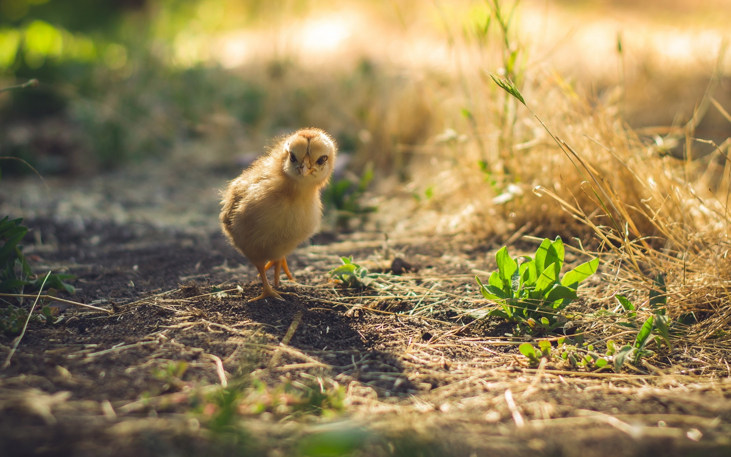 Chick, Walking, Plants, Baby , HD Wallpaper & Backgrounds