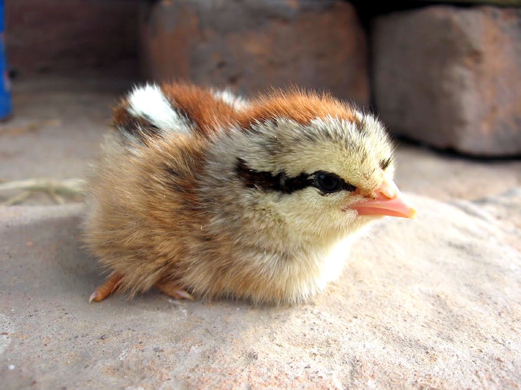 Baby Chickens Wallpaper Wallpapersafari - Cute Roosters , HD Wallpaper & Backgrounds