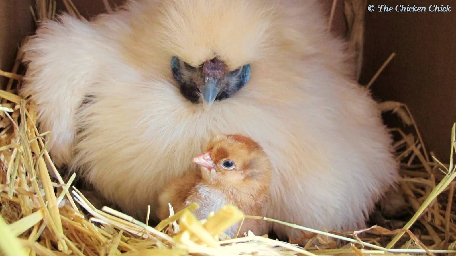 Baby - Chicken Sitting On Chicks , HD Wallpaper & Backgrounds