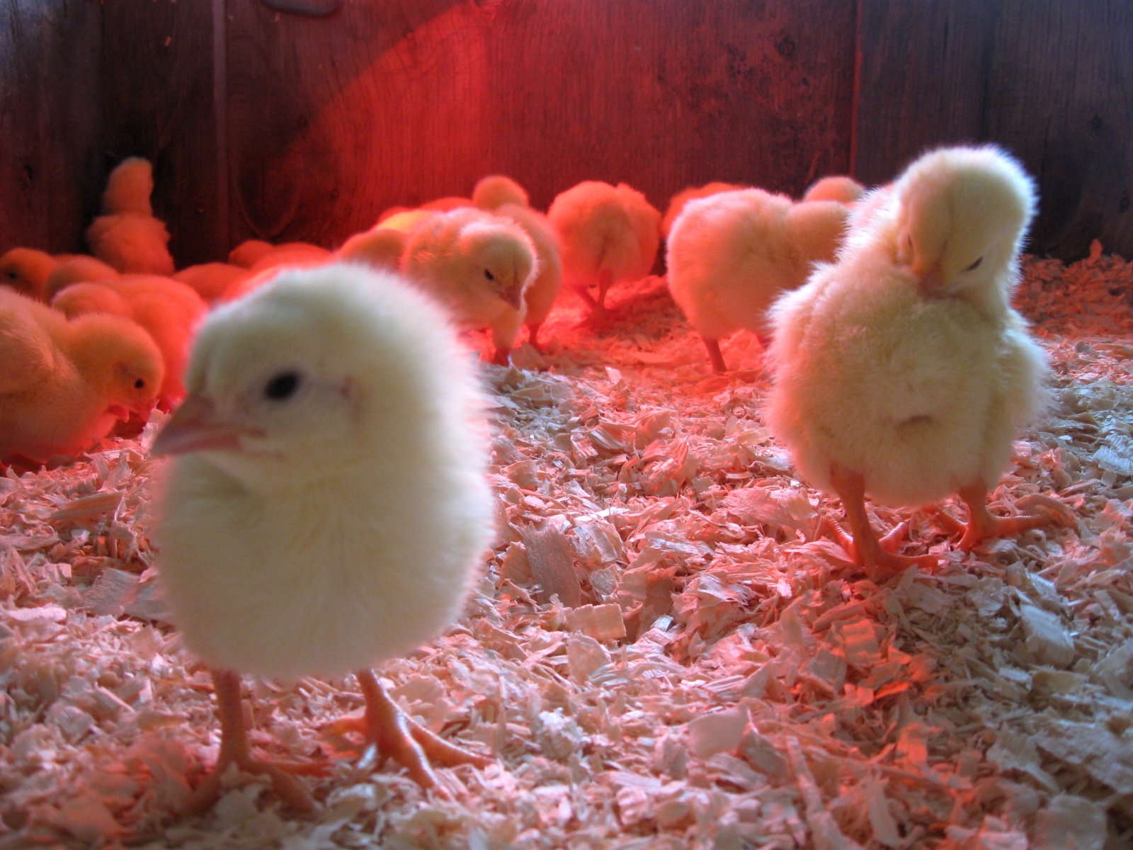 Raising Chickens Without Electricity - Heat Lamps For Chicks , HD Wallpaper & Backgrounds