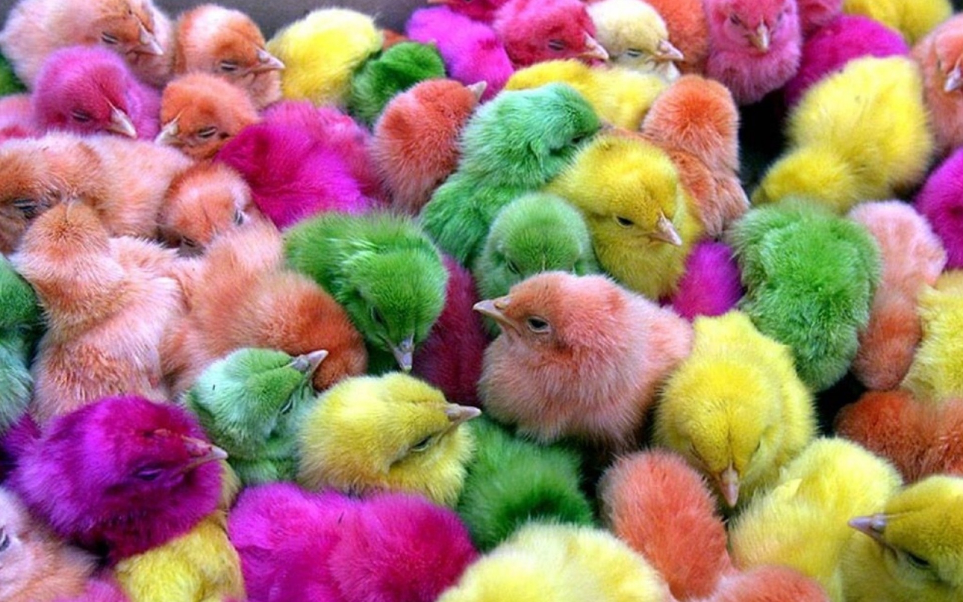 Multicolor Birds Chickens Chicks Chickens Baby Birds - Easter Eggs Hatch , HD Wallpaper & Backgrounds