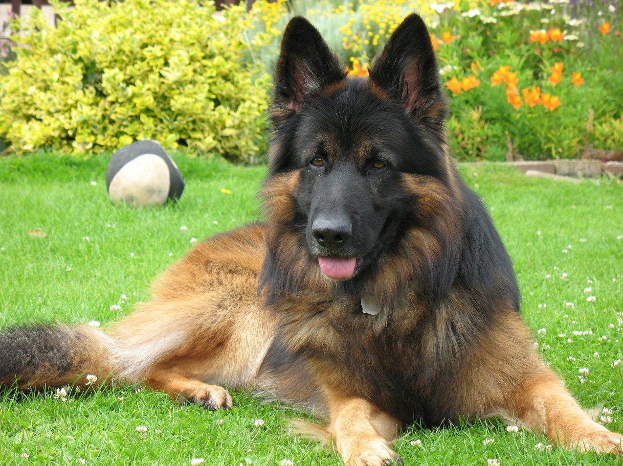 Big Dog German Shepherd , HD Wallpaper & Backgrounds