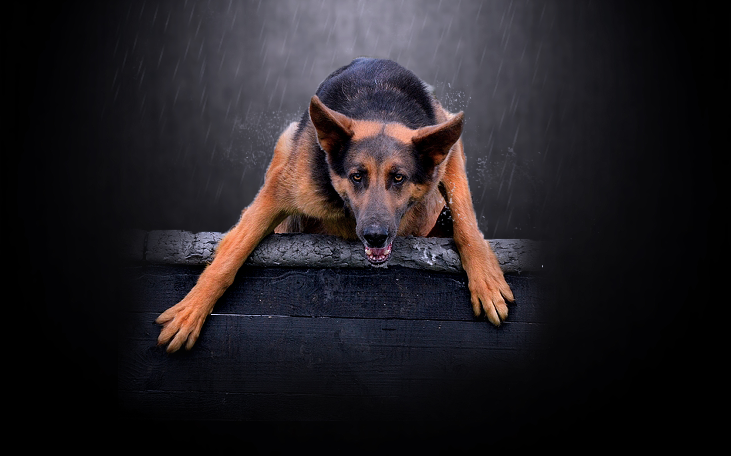 Descarga Gratuita - Old German Shepherd Dog , HD Wallpaper & Backgrounds