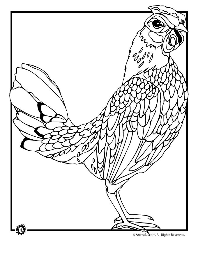 Chicken Coloring Pages Realistic Chicken Coloring Page - Chicken , HD Wallpaper & Backgrounds