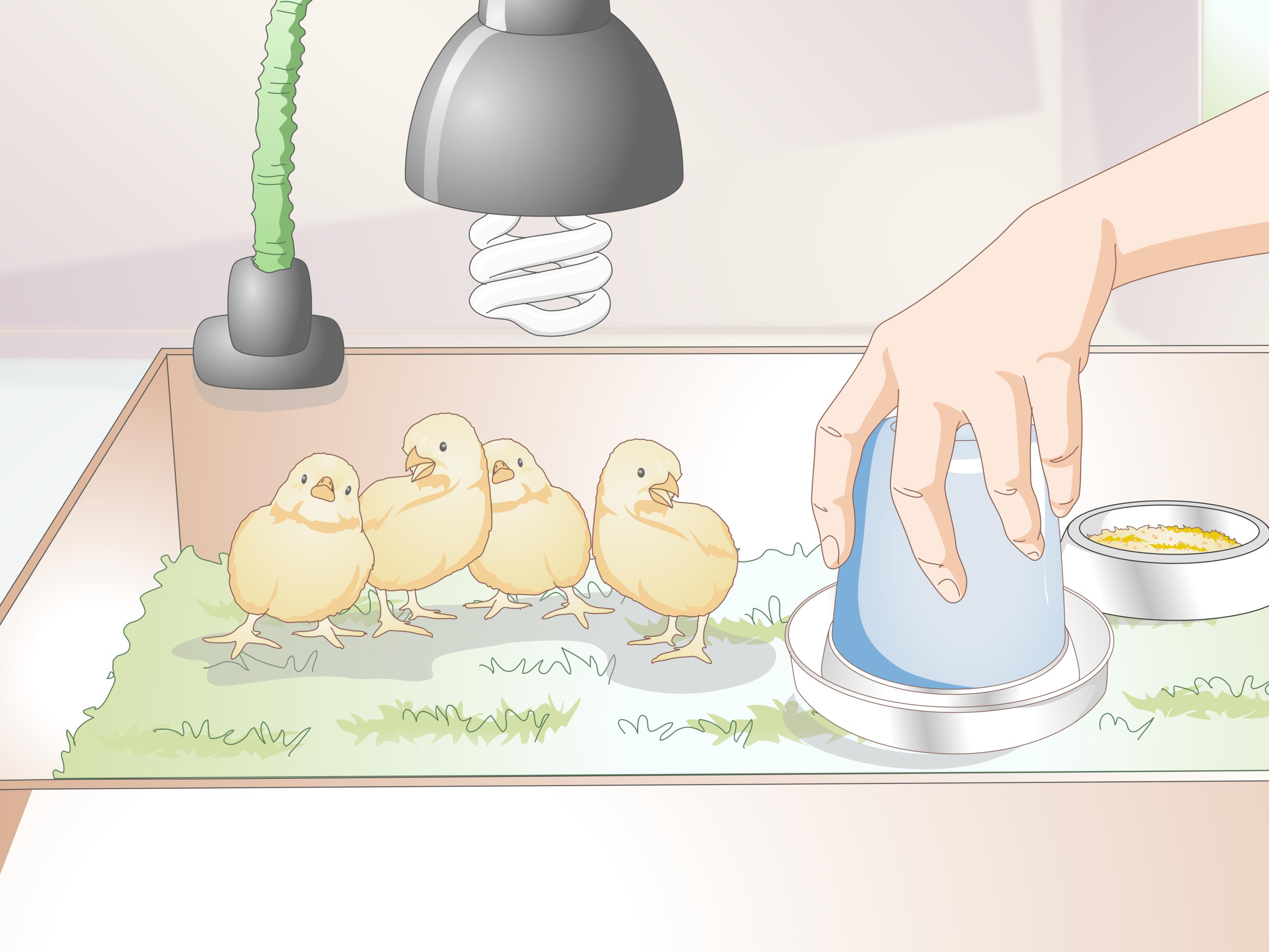 How To Breed Chickens - Illustration , HD Wallpaper & Backgrounds