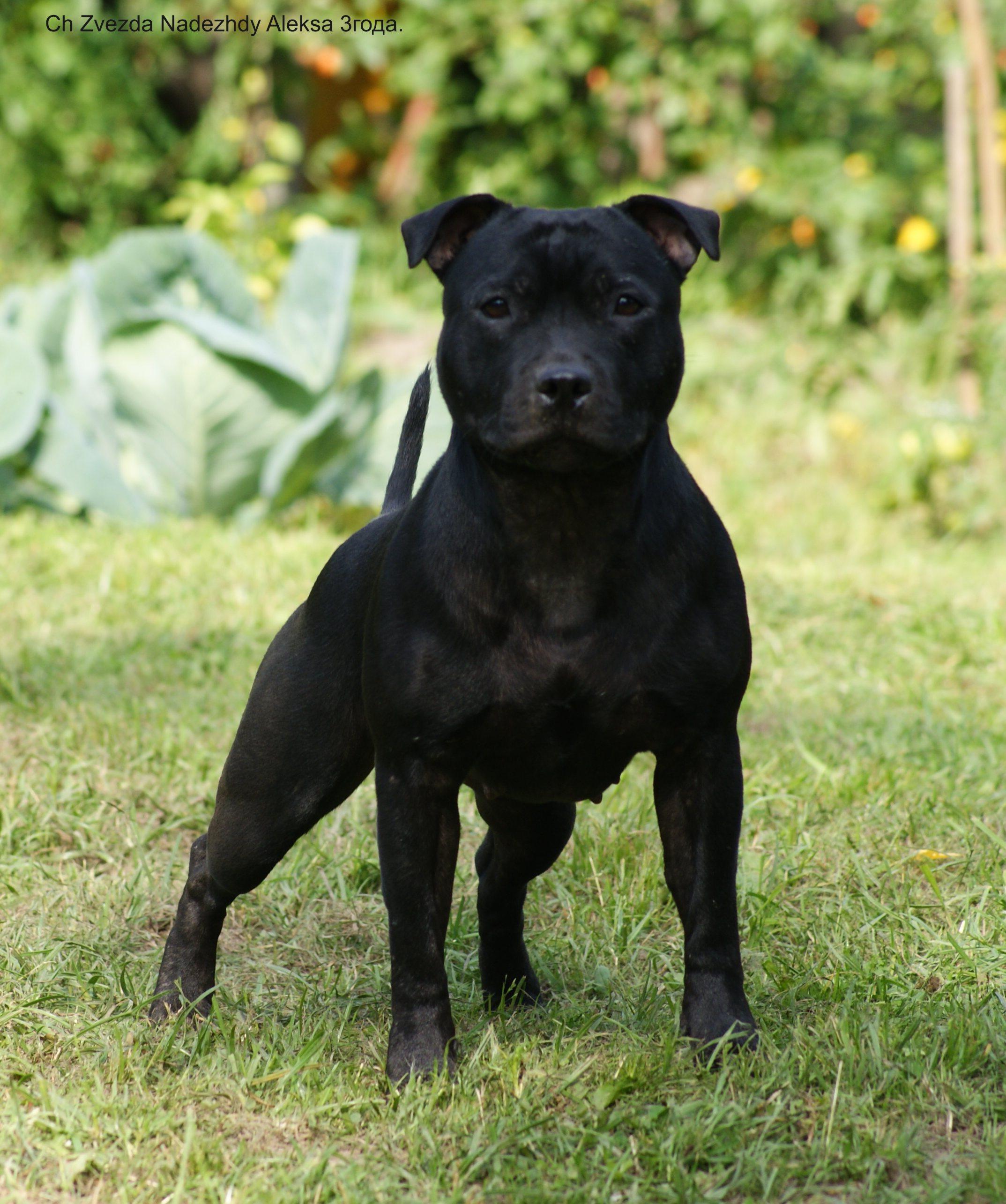 Staffordshire Bull Terrier Desktop Wallpaper - Aggressive Staffordshire Bull Terrier , HD Wallpaper & Backgrounds