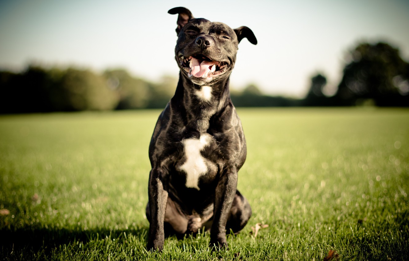 Photo Wallpaper Smile, Dog, English Staffordshire Bull - Staffordshire Bull Terrier Phone , HD Wallpaper & Backgrounds