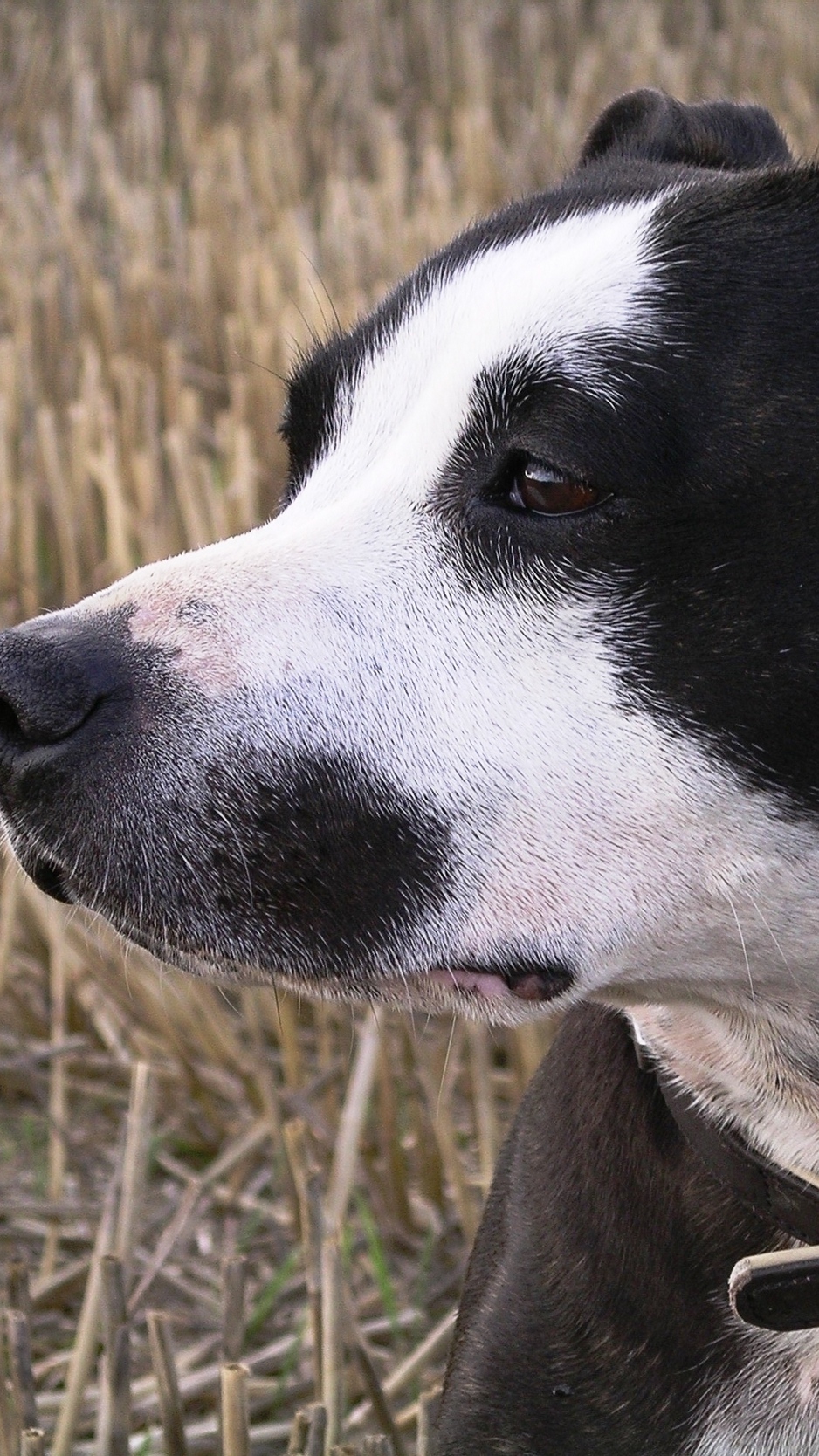 Wallpaper Staffy, Dog, Face, Spotted, Look - Siberian Husky , HD Wallpaper & Backgrounds