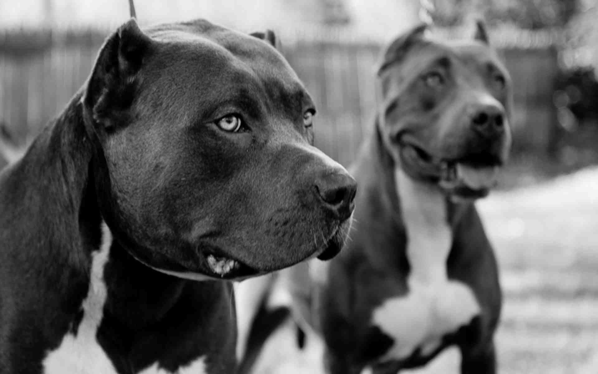 Black Pitbulls Wallpapers And Images - Hd Pitbull , HD Wallpaper & Backgrounds