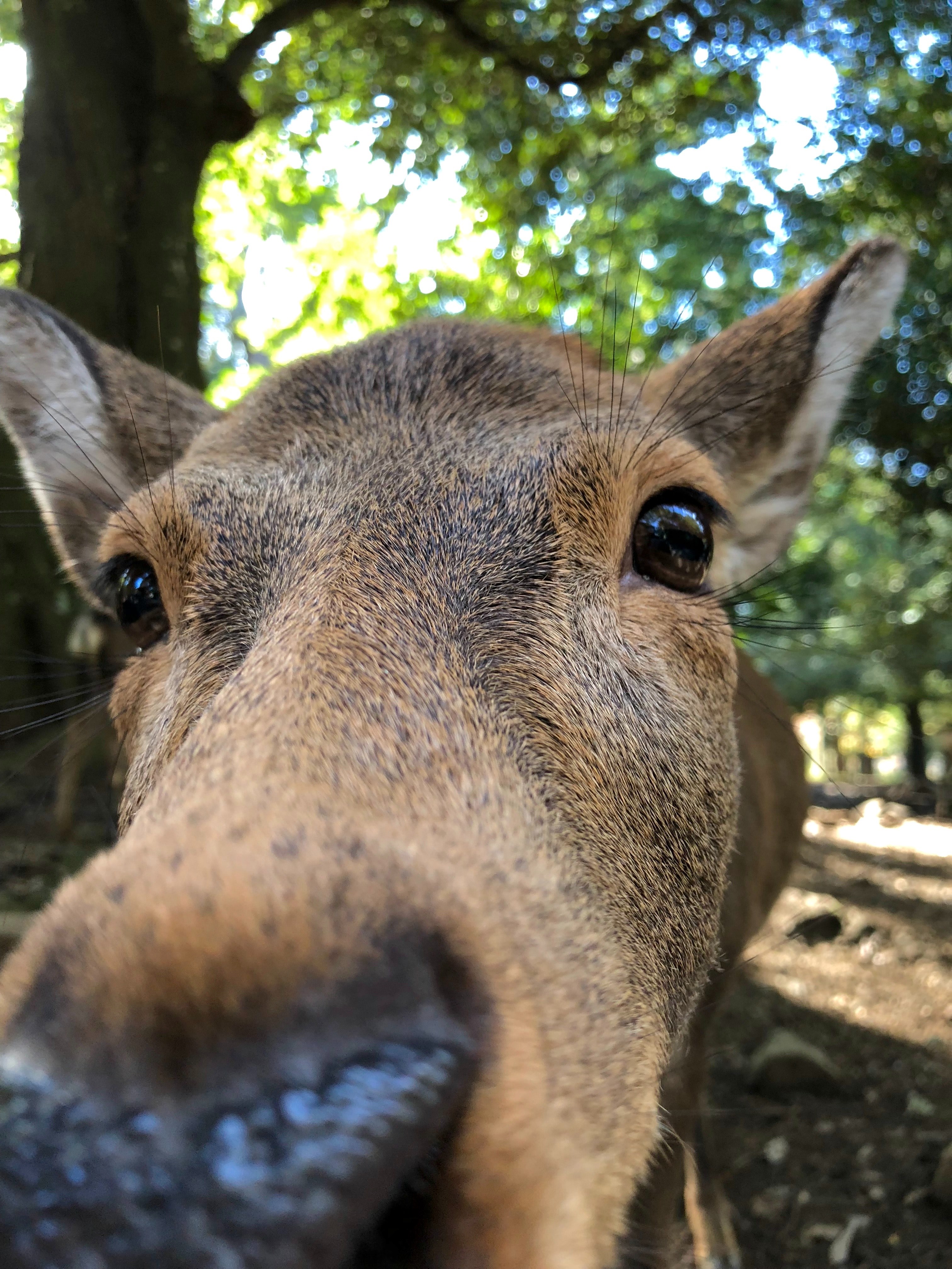 #3024x4032 Deer Selfie Wallpaper And Background #16059 - White-tailed Deer , HD Wallpaper & Backgrounds