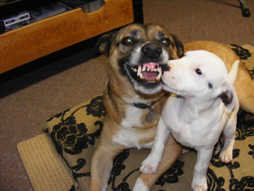 Snarling At The Staffy Pup - Staffy Puppies , HD Wallpaper & Backgrounds