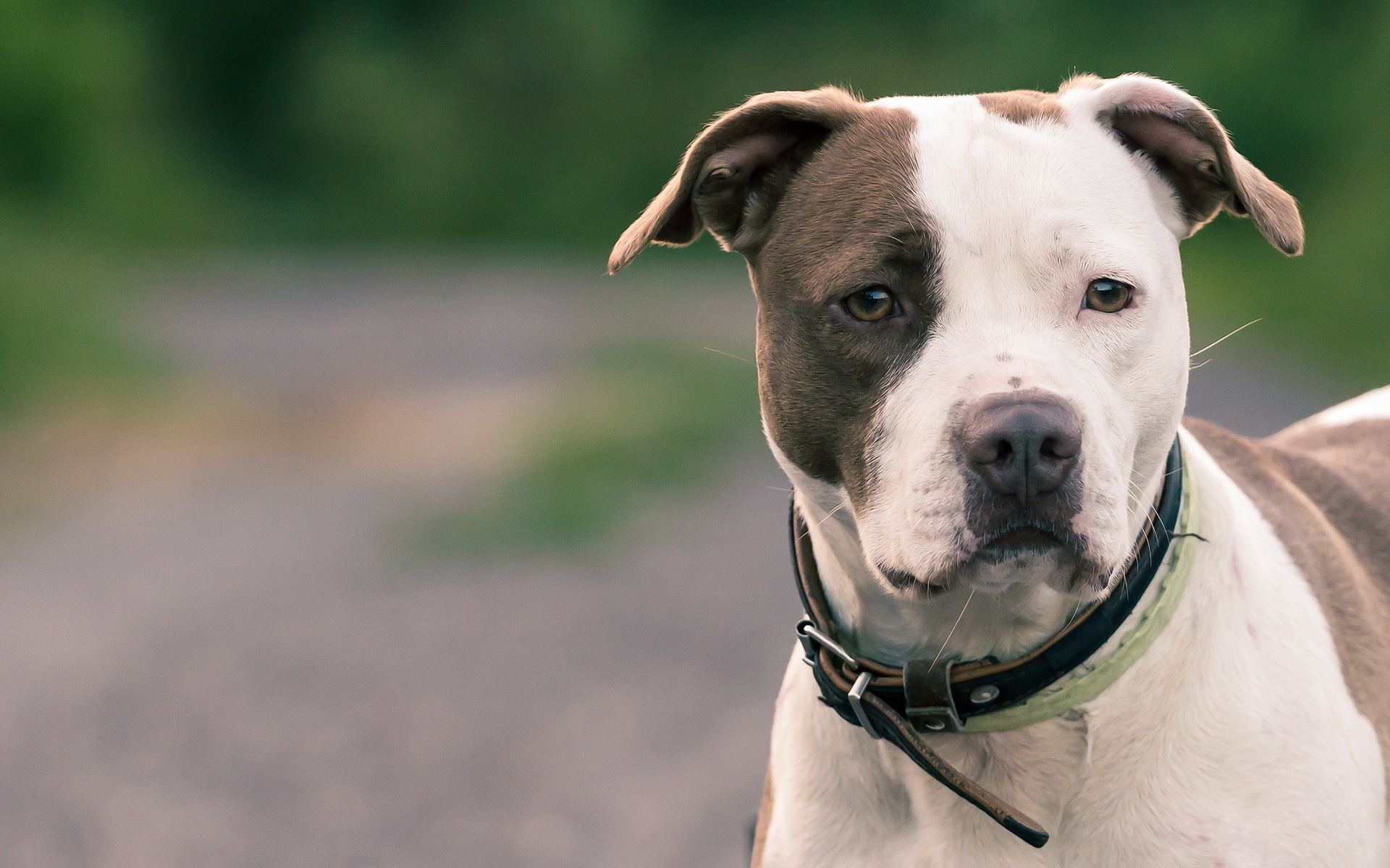 Black And White Staffordshire Bull Terrier Puppy Dogs - American Pit Bull Terrier , HD Wallpaper & Backgrounds