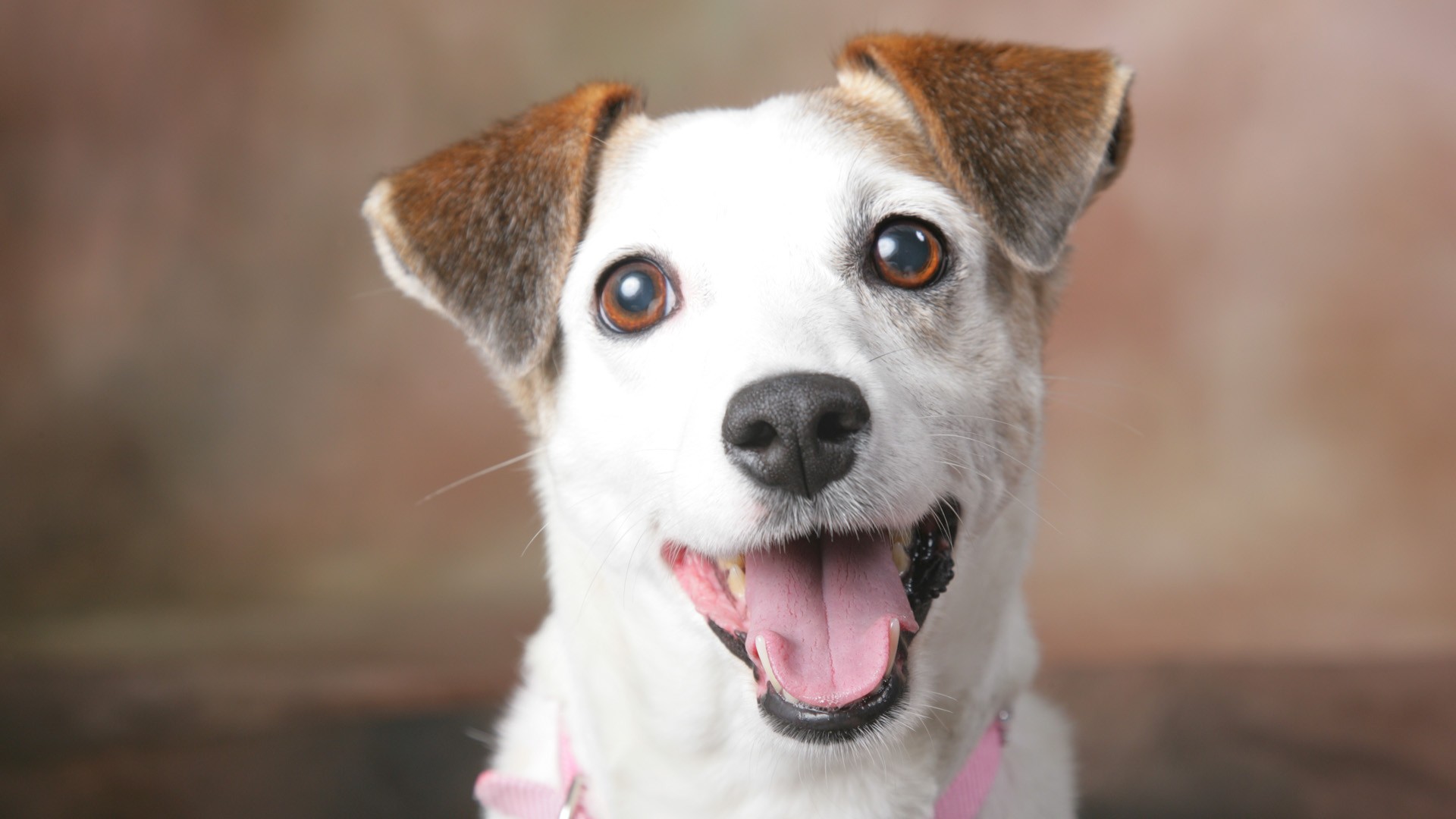 Pet Food Wholesalers In Jagatpura Jaipur Jack Russell Terrier