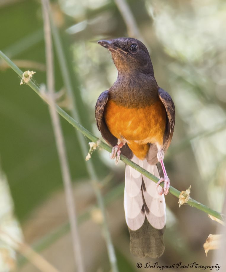 By Dr-pragnesh Patel - Old World Flycatcher , HD Wallpaper & Backgrounds