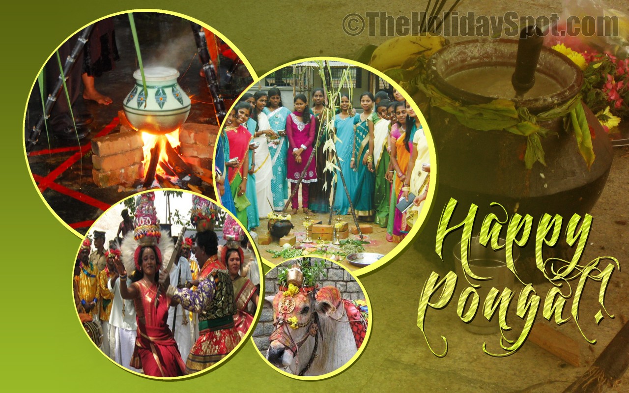 Pongal Celebrations - Happy Pongal Images Different , HD Wallpaper & Backgrounds