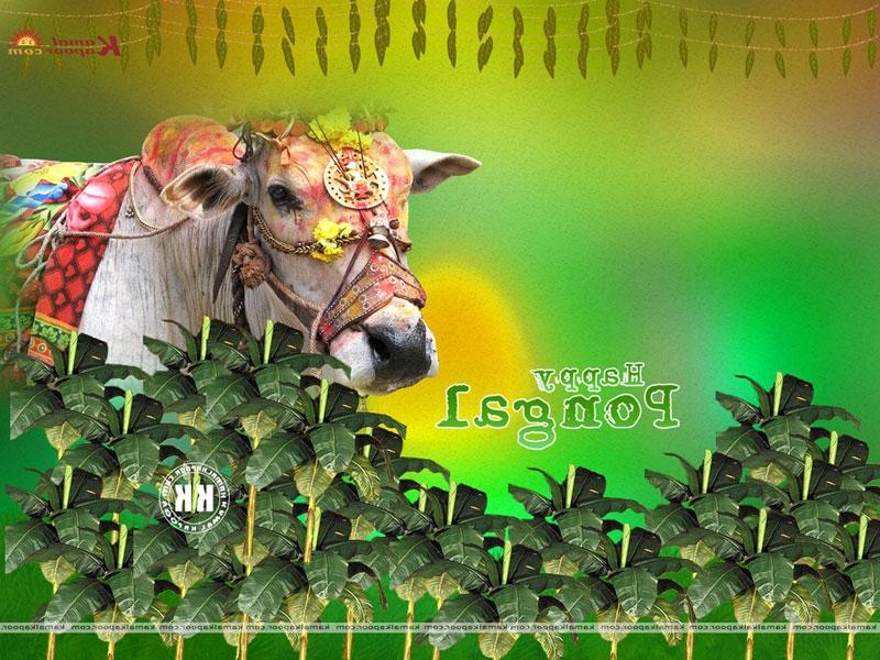 Pongal Wallpaper - Donkey , HD Wallpaper & Backgrounds