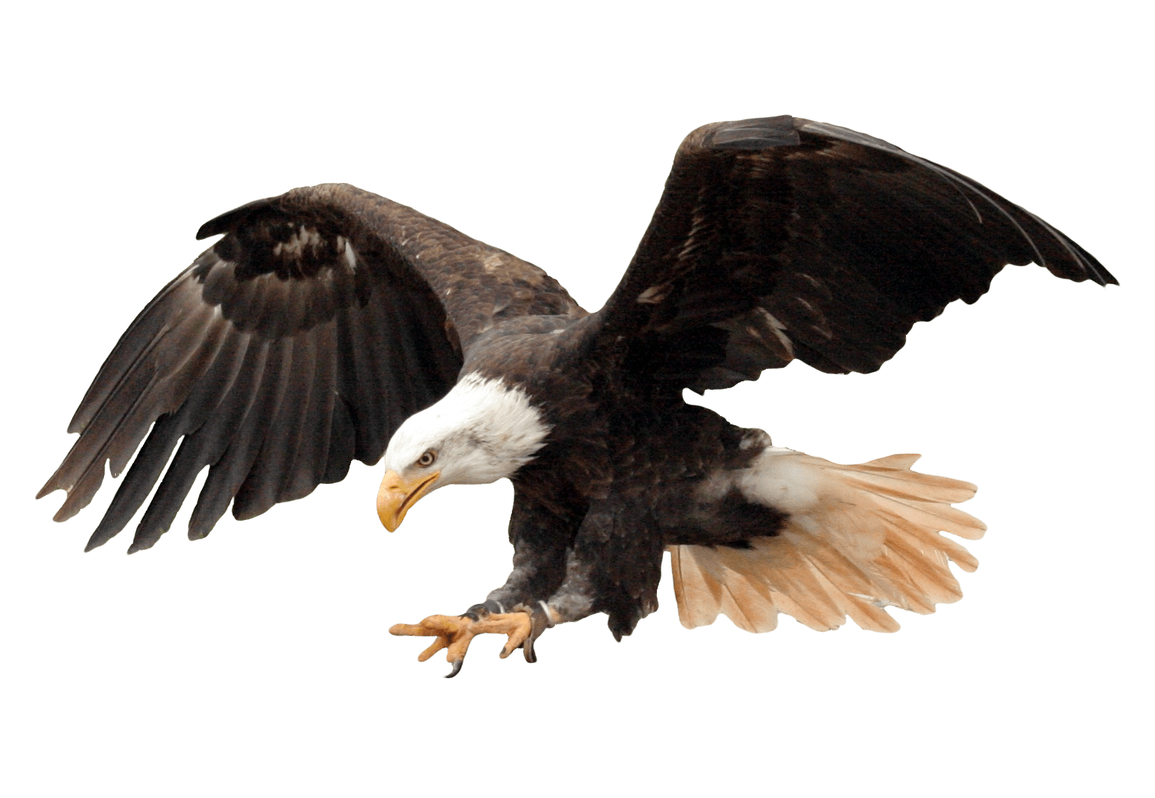Eagle Png Background Image Png Arts - Bald Eagle Transparent Background , HD Wallpaper & Backgrounds