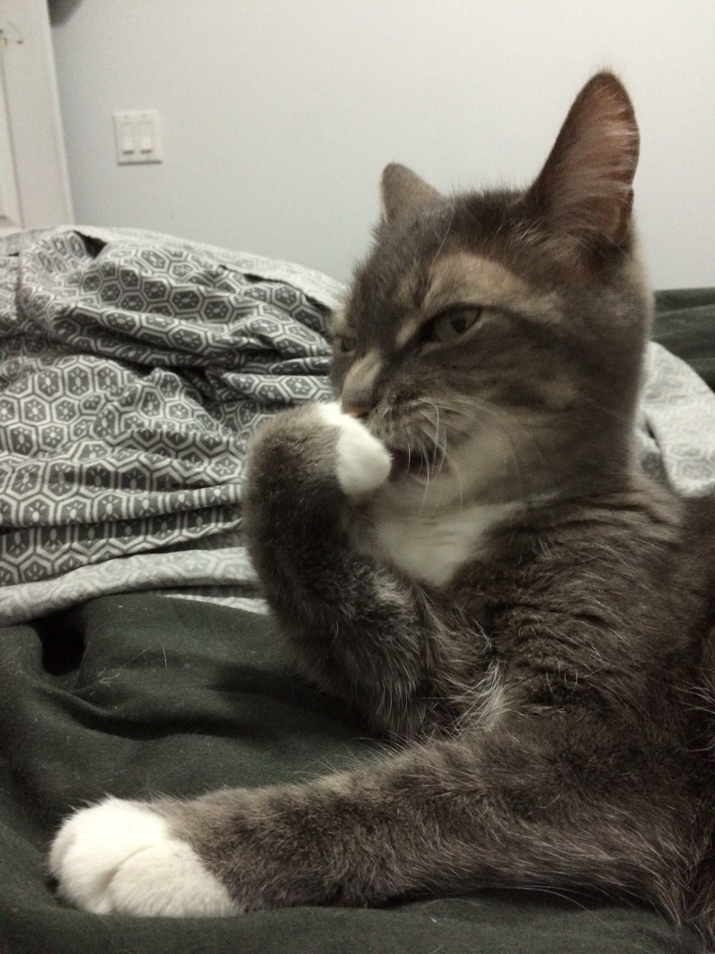 Rachel Starr - Kitten (#647502) - HD Wallpaper & Backgrounds Download