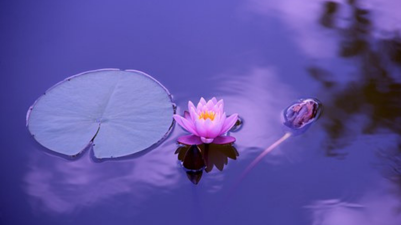 Mountain 1080p Wallpaper Lotus Natural Wallpaper Full Meditation