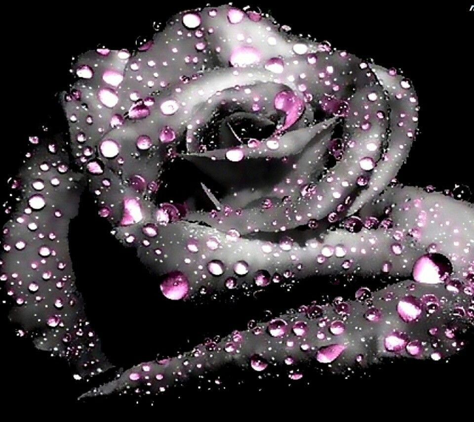 Cool Rose Wallpaper - Pink And Black Rose , HD Wallpaper & Backgrounds