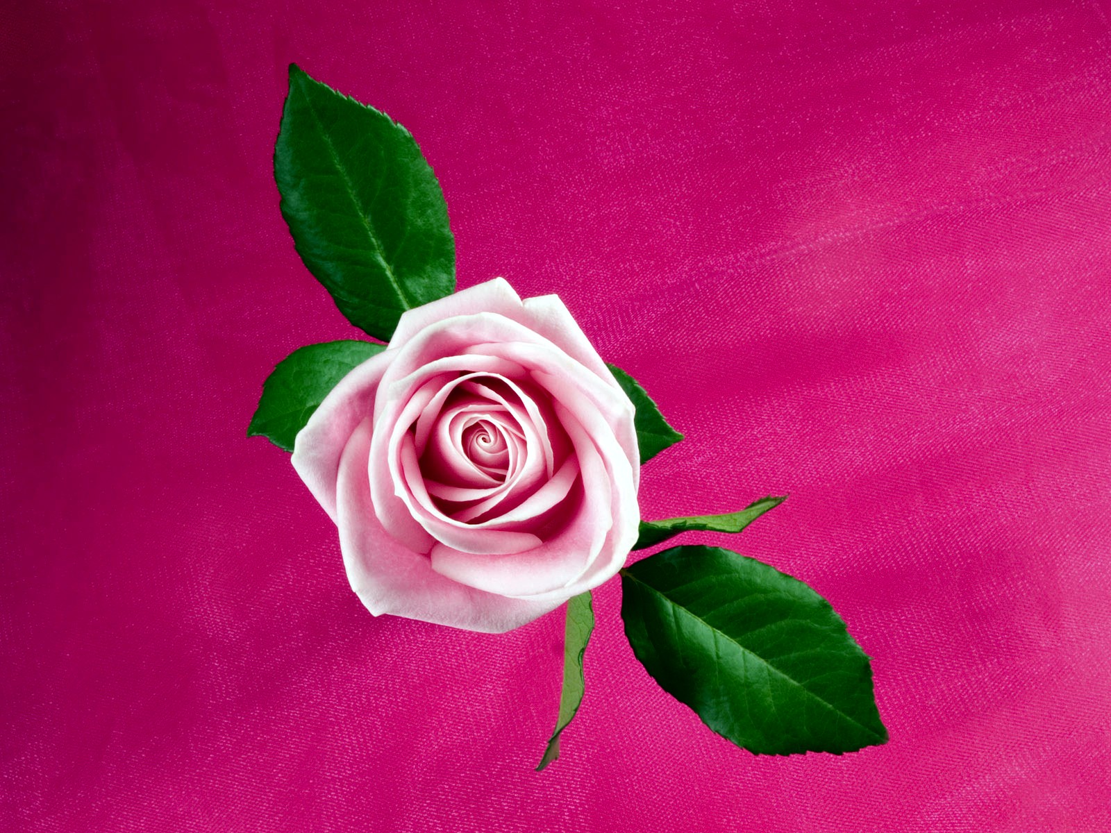 Pink Cool Rose - Cool Pink , HD Wallpaper & Backgrounds
