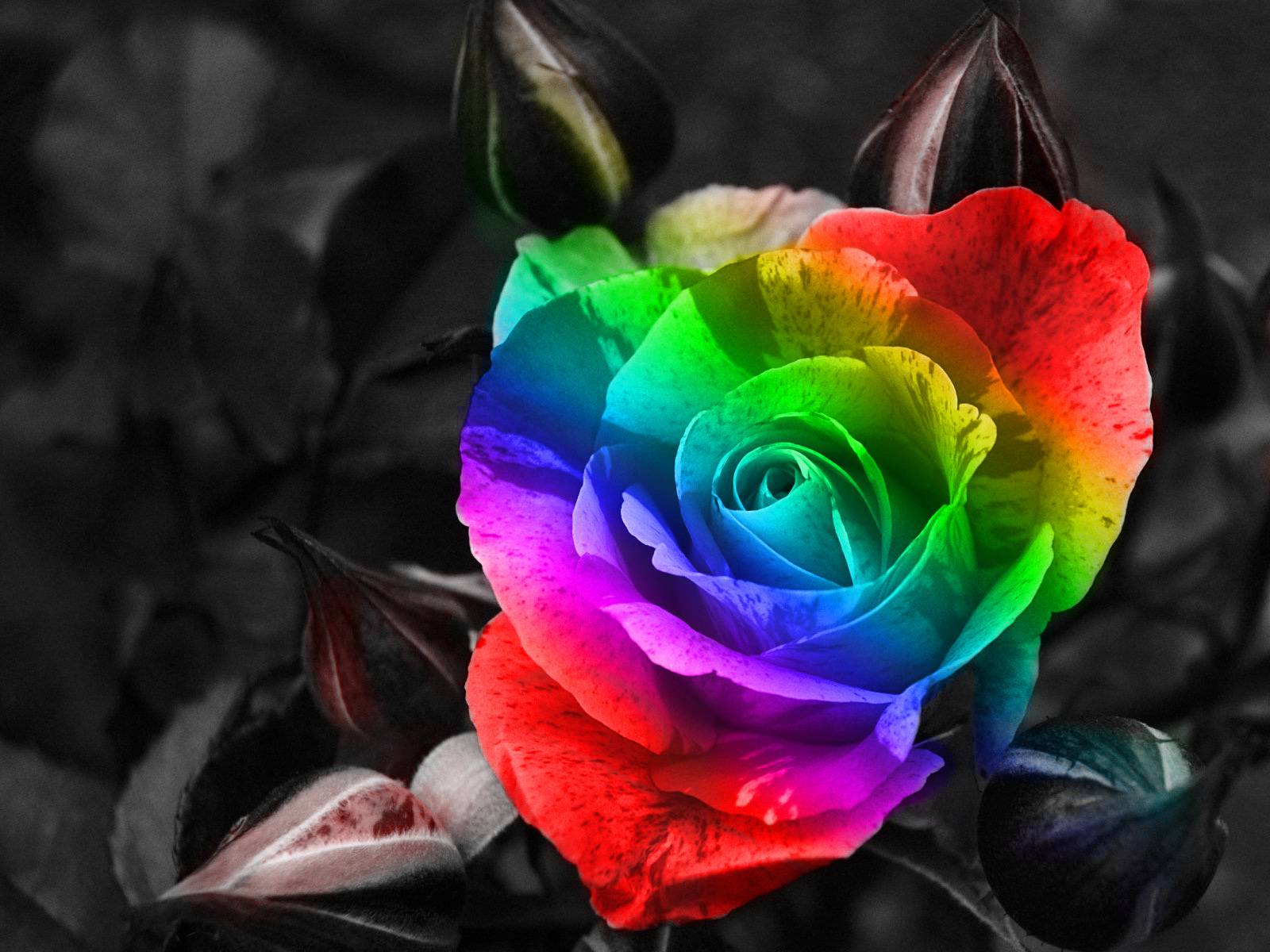 Px Cool Rose Wallpapers-77e8b78 - Rainbow Flower , HD Wallpaper & Backgrounds