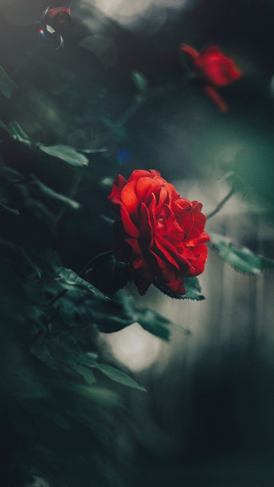 Red Rose - God's Peace Surpasses All Understanding , HD Wallpaper & Backgrounds