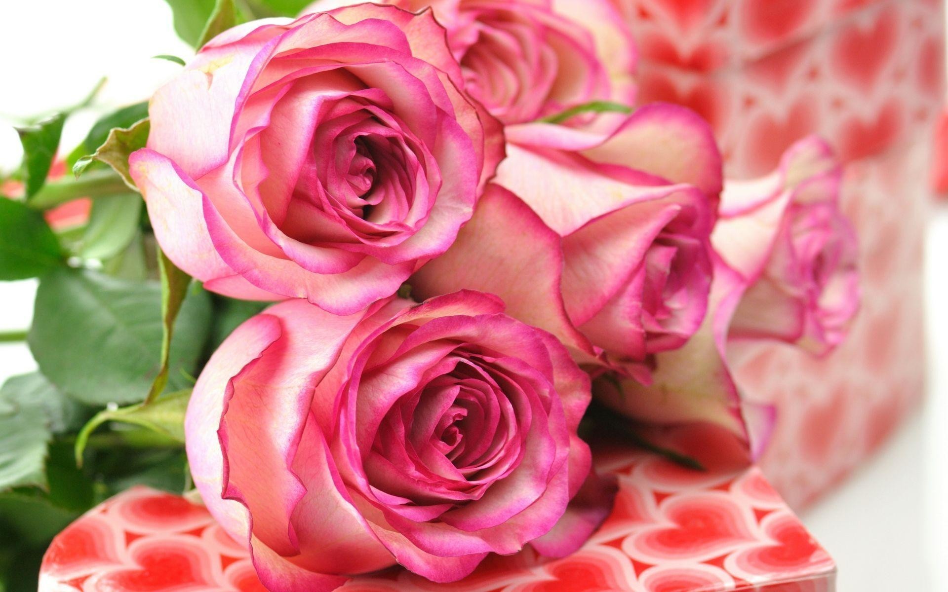 Beautiful Roses Wallpapers For Desktop Hd Cool 7 Hd - Beautiful Roses Wallpapers Hd , HD Wallpaper & Backgrounds