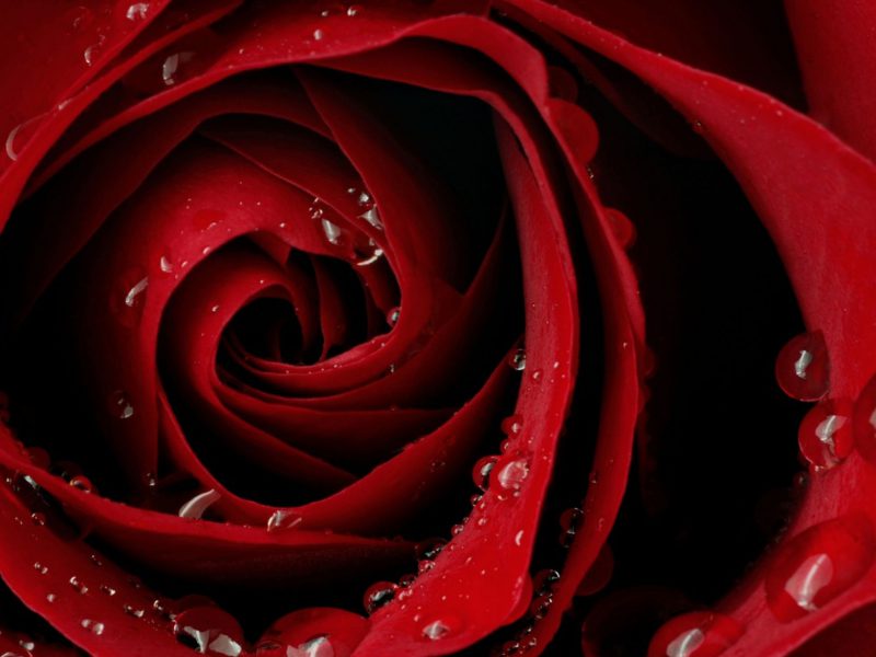 Cool Droplets On A Rose Hd Wallpaper - Iphone Red Rose Wallpaper Hd , HD Wallpaper & Backgrounds