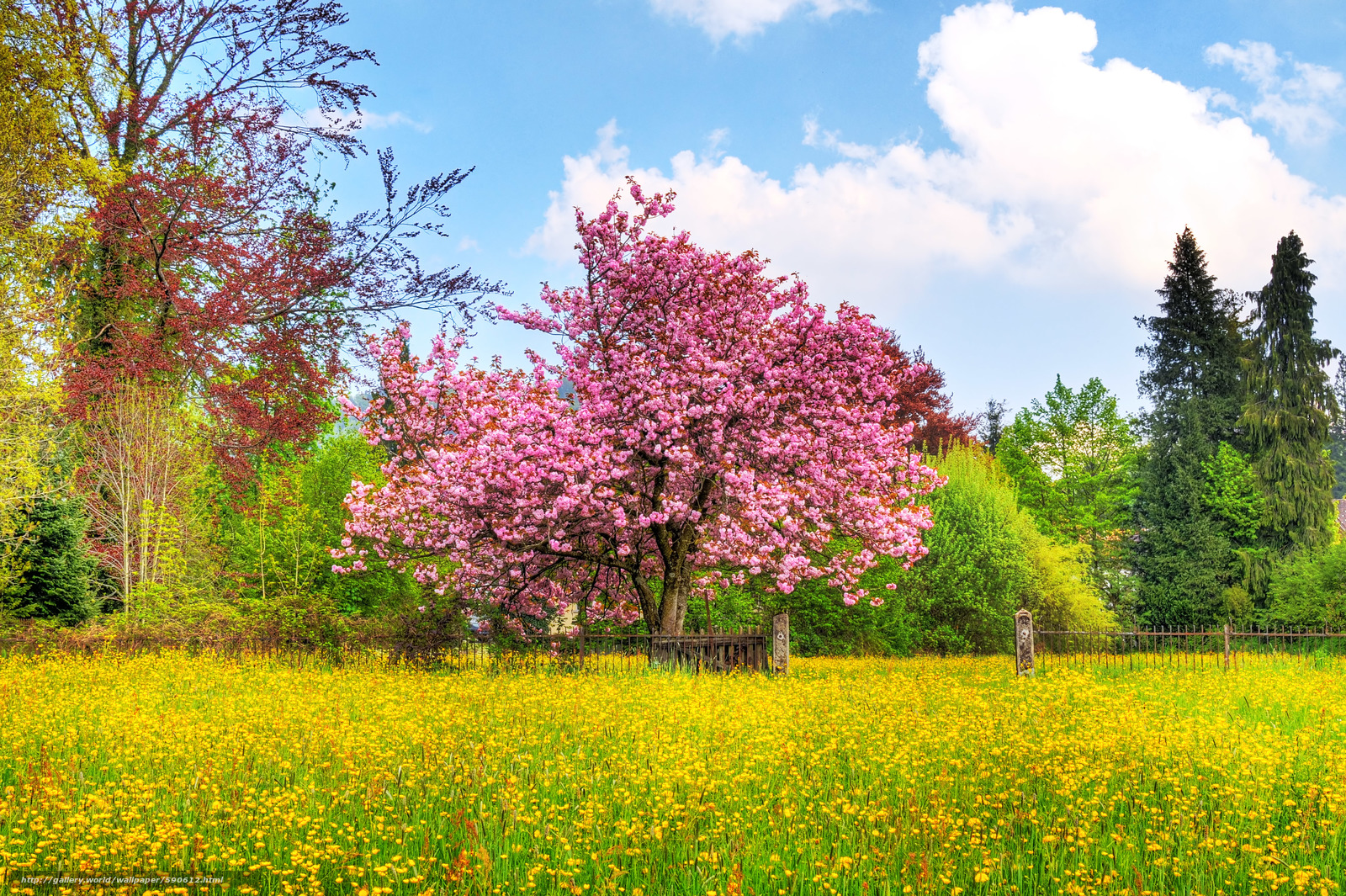 Download Wallpaper Field, Garden, Trees, Landscape - Spring Scenery Of Nature , HD Wallpaper & Backgrounds