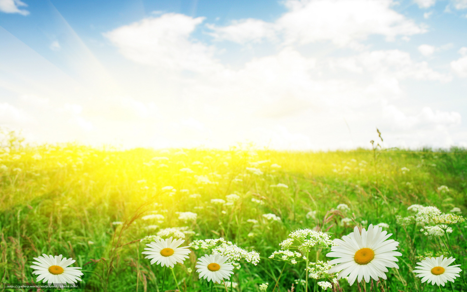 Download Wallpaper Flowers, Garden, Field, Photo Free - Summer Field , HD Wallpaper & Backgrounds