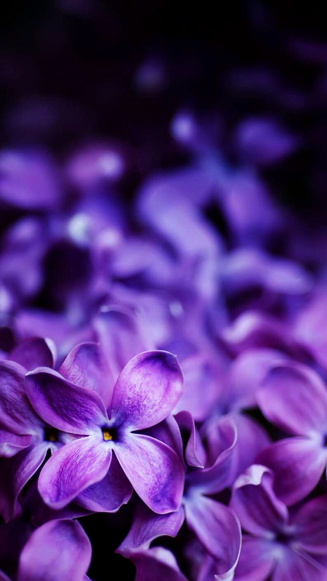 Papel De Parede Jardim Florido Conceito Wallpaper Iphone - Purple Flowers Wallpaper Tumblr Hd , HD Wallpaper & Backgrounds