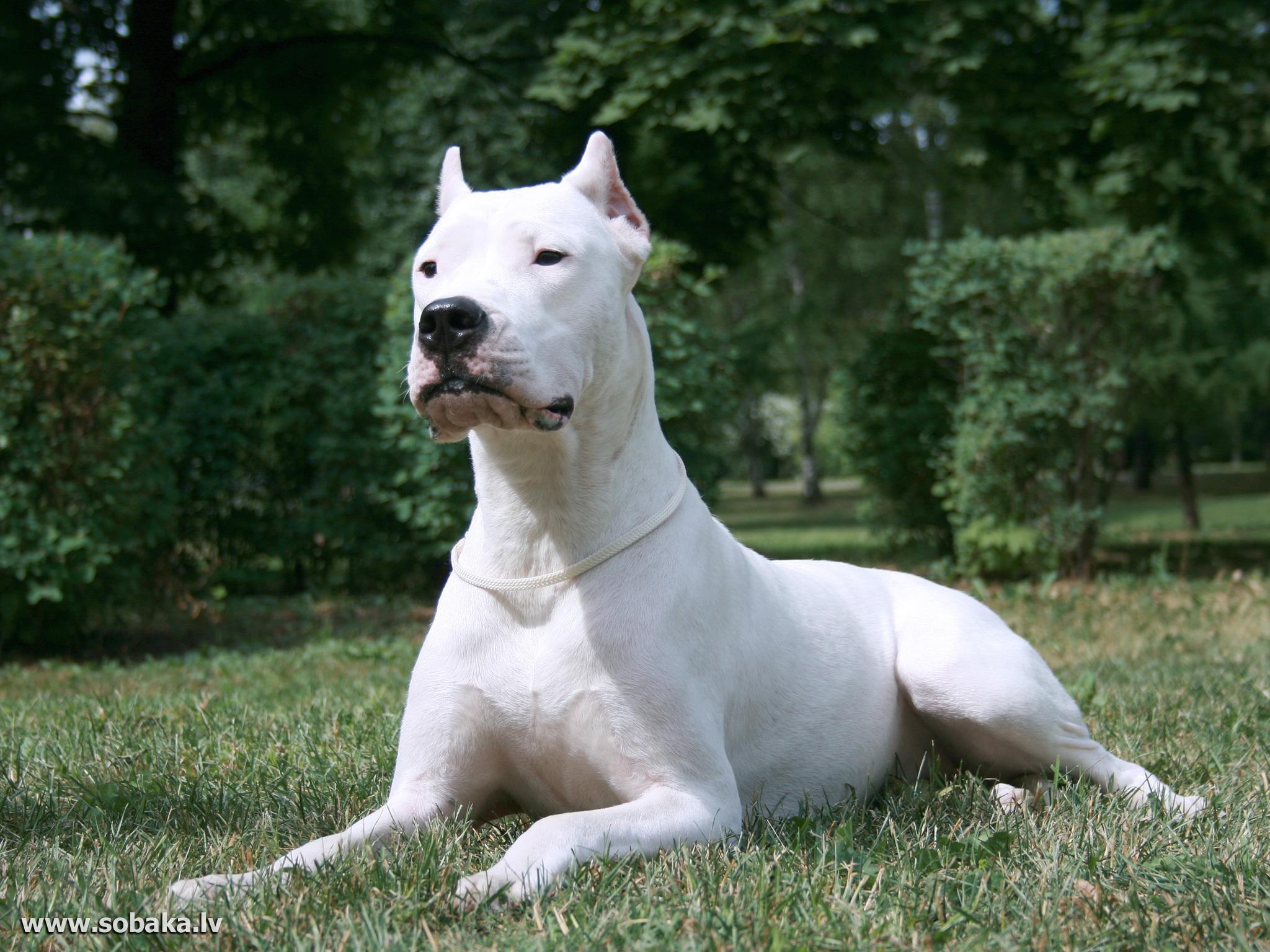 Dogo Argentino Wallpapers Hd Download - Dogo Argentino , HD Wallpaper & Backgrounds