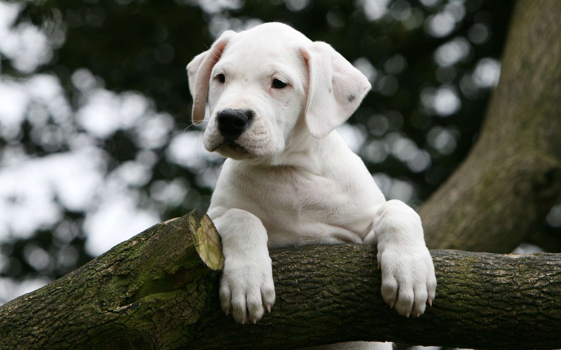 Animals Dogs Young Dogo Argentino On The Tree 049281 - Full Hd Dogo Argentino , HD Wallpaper & Backgrounds
