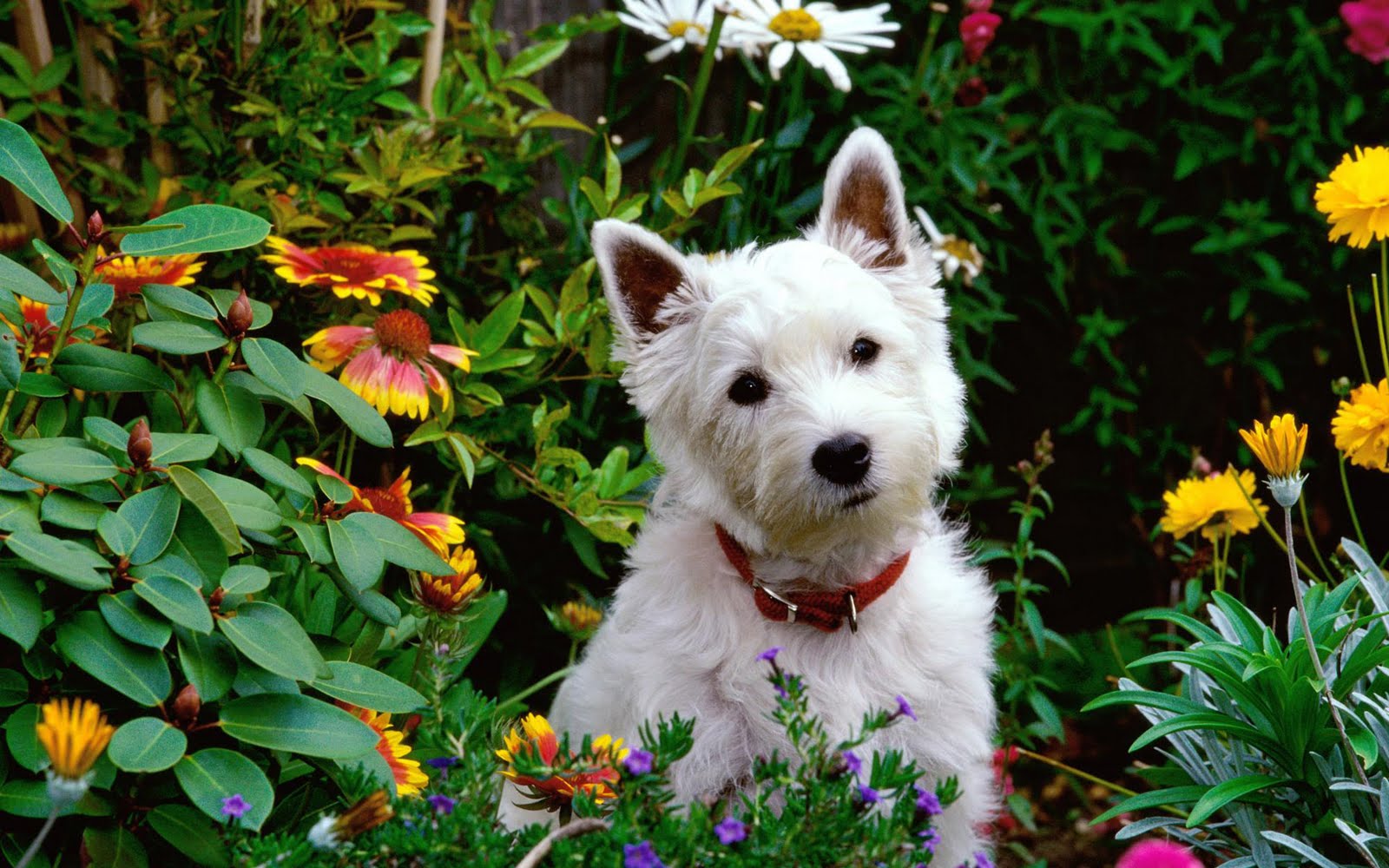 Perros, Dogs, Cachorros Y Caninos - Dog In The Garden , HD Wallpaper & Backgrounds