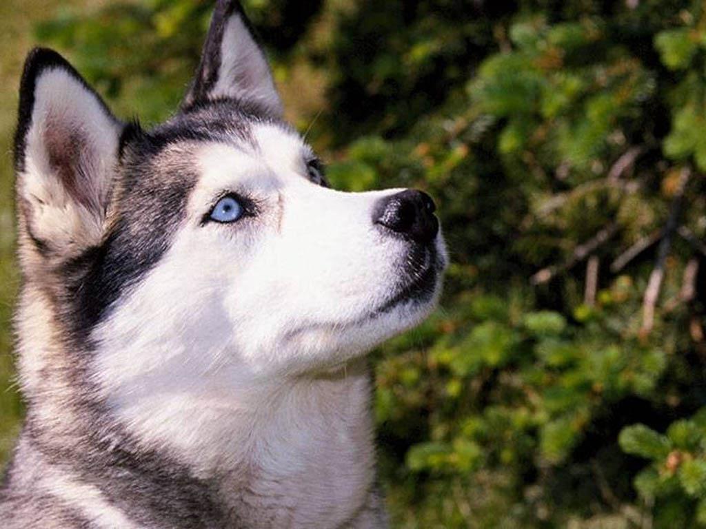 Fotos De Perros - Husky Dog Beautiful , HD Wallpaper & Backgrounds