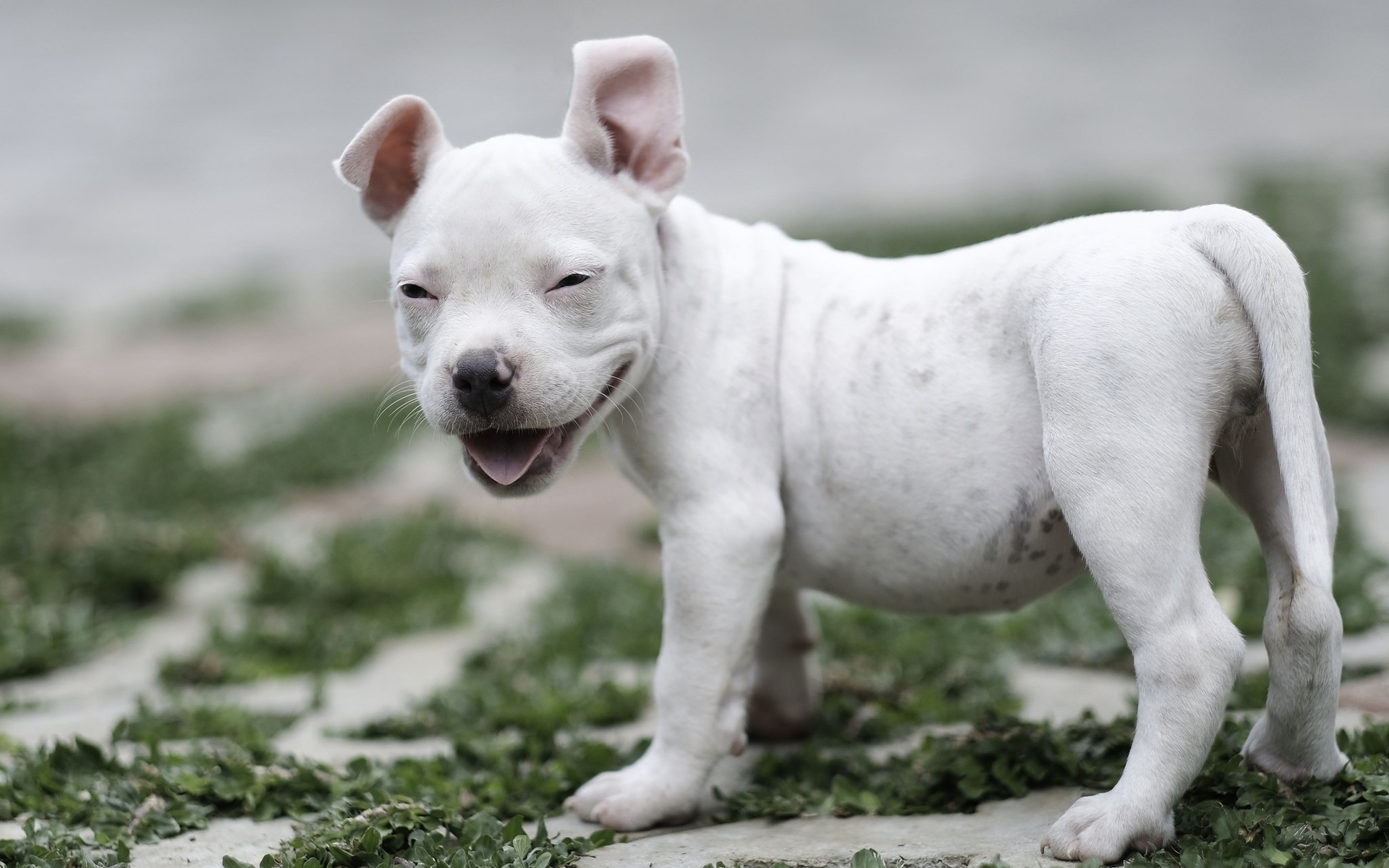 Argentine Dogo, Puppy, Cute Animals, Pets, Lawn, Dogo - Dogo Argentino Hd , HD Wallpaper & Backgrounds